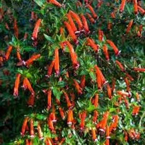 Red Cigar Plant - Cuphea Ignea Starter Plant in pot  2" to 4" tall