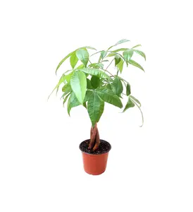 6"-pot Large Braided Money Tree, Pachira aquatica, Lucky Tree – Home Decoration, House Plant, Bonsai, Fortune Plants, Holiday Gift