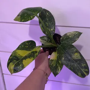 Philodendron Congo variegated