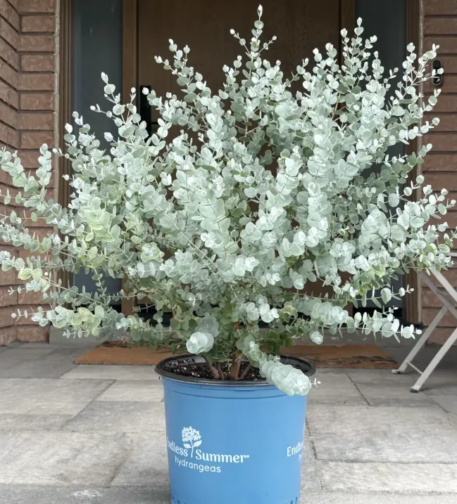 Non-GMO Eucalyptus Gardening Seeds - Aromatic Evergreen Plant Seeds, Easy to Grow, Ornamental Potted Options for Backyard & Balcony, Ambiance & Fresh Air Enhancer
