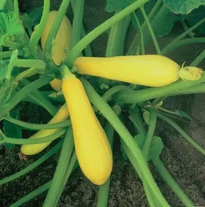 20+ Prolific Straightneck Summer Squash SeedsYellow Zucchini Bush Squash USA