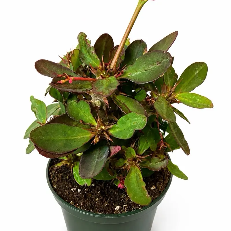 Crown of Thorns (Euphorbia milii) – Pink Bloom