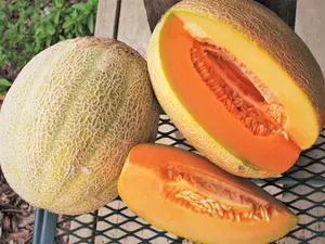 Hale's Best Jumbo Cantaloupe Seeds