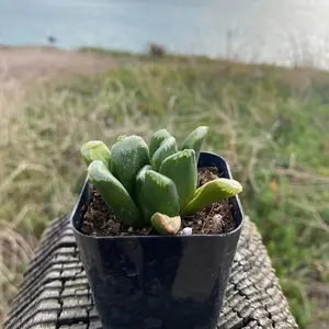 Haworthia truncata