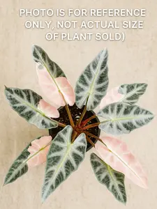 Alocasia Pink Bambino Tissue Culture Plant | Rare Mini Alocasia | Variegated Pink Houseplant Starter