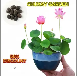 Bowl Lotus Seeds, Open Blooms, 10 seeds Year-round Soilless Hydroponic Plants, Indoor Potted Plants, Easy to Care for Greenery and Flowers, Living Room or Balcony