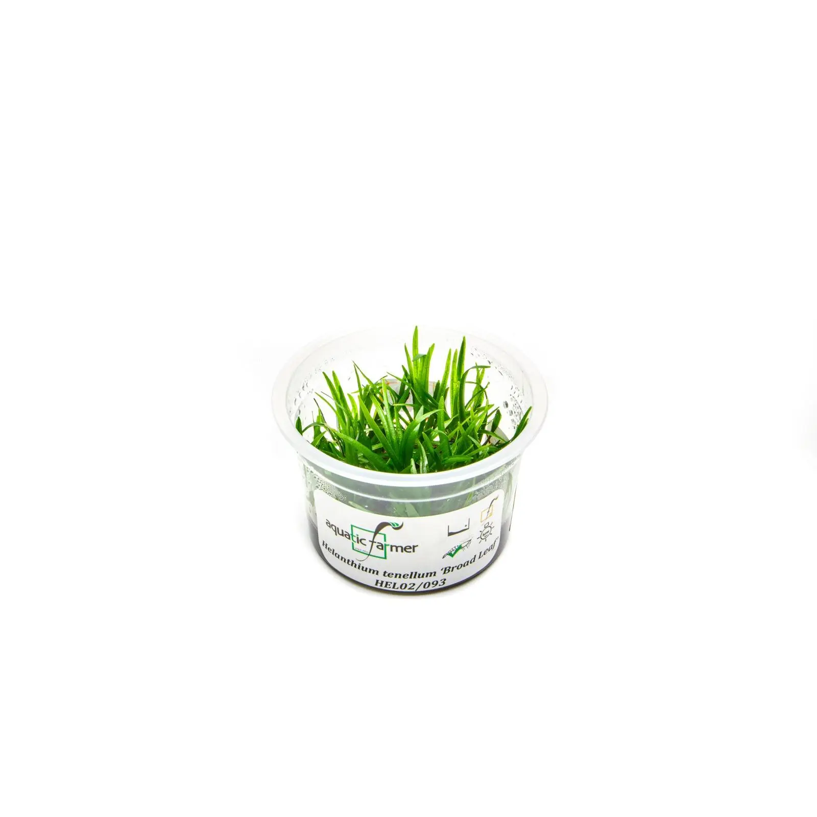 Helanthium Tenellum Broad Leaf Aquatic Farmer Tissue Culture