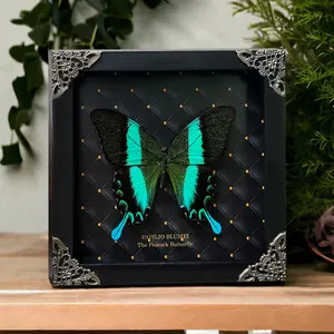 Peacock Butterfly Specimen Frame Dried Insect Shadow Box Black Wooden Display Gothic Oddities Home Decor Wall or Desk Unique Gift Idea for Nature Lovers