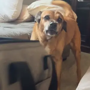 Pet stuff Sunflower Cat