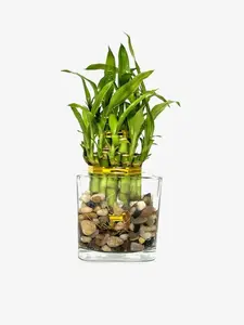 Two Tier Lucky Bamboo Indoor Live Plant in Glass Square Vase With River Pebbles, Live Lucky Bamboo, Feng Shui Plant, Bamboo Arrangement