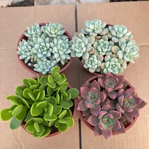 4 pack rosettes bedroom Sculpture (4inch)