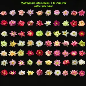 20pcs Mixed Pink, Red & Green Color Bowl Lotus Seeds for Planting Beautiful Water Plants for Indoor Bonsai, Outdoor Ponds and Gardens Water Lily Seeds