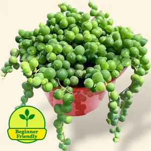 String Of Pearls 4” - Easy Care Succulent House Plant