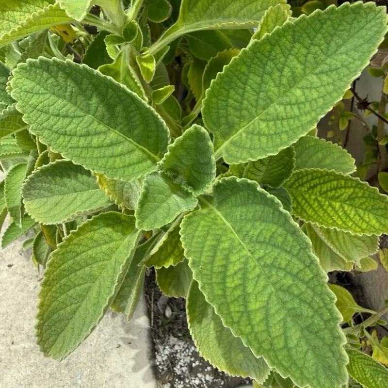 Fèy Gro Tin/Oregano Leaf
