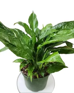 6" Spathphyllum 'Domino', Variegated Peace Lily, Blooming Bright Indirect Light Plant, Live Houseplant, Indoor Plant
