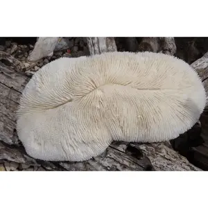 Vintage White Slipper Coral – Coastal Display Decor