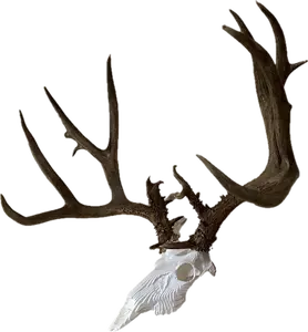 Topo Deer Skull for Antler Mount Display Kit