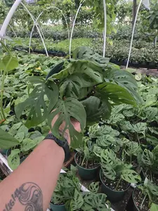 Monstera Adansonii (Swiss Cheese Plant)
