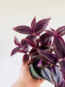 Burgundy Wandering Dude - Tradescantia Zebrina - Live Houseplant in 4” Pot