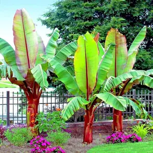 Abyssinian Banana Tree Seeds for Planting (50 Seeds) - Ensete ventricosum