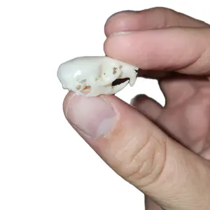 Mouse Skull Replica for Decor and Crafts Realistic Design Perfect for Crafting and Home Decor
