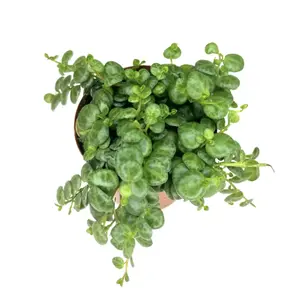 2.5" String of Turtles – Live Plant