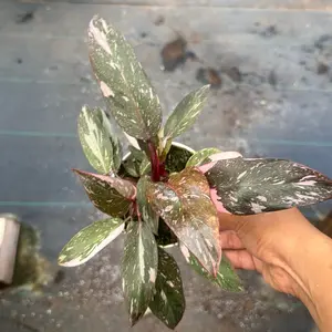 4” Philodendron Pink Princess plant