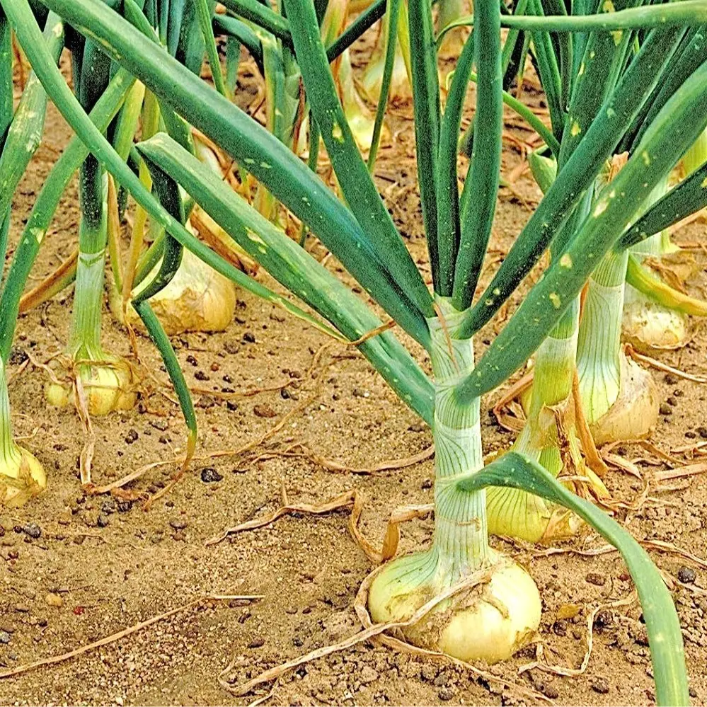 CZ GRAIN Organic Non-GMO Vidalia Sweet Onion Seeds - 200+ Seeds for Spring/Fall Home Garden Supplies, Onions Organic