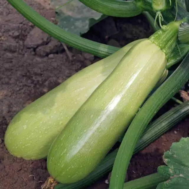 Lebanese White Bush Summer Squash Seeds