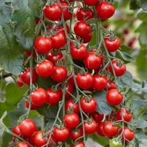 Red Cherry Tomato Seeds, Money Maker Cherry Tomatoes Natural, Non GMO 50+ Seeds