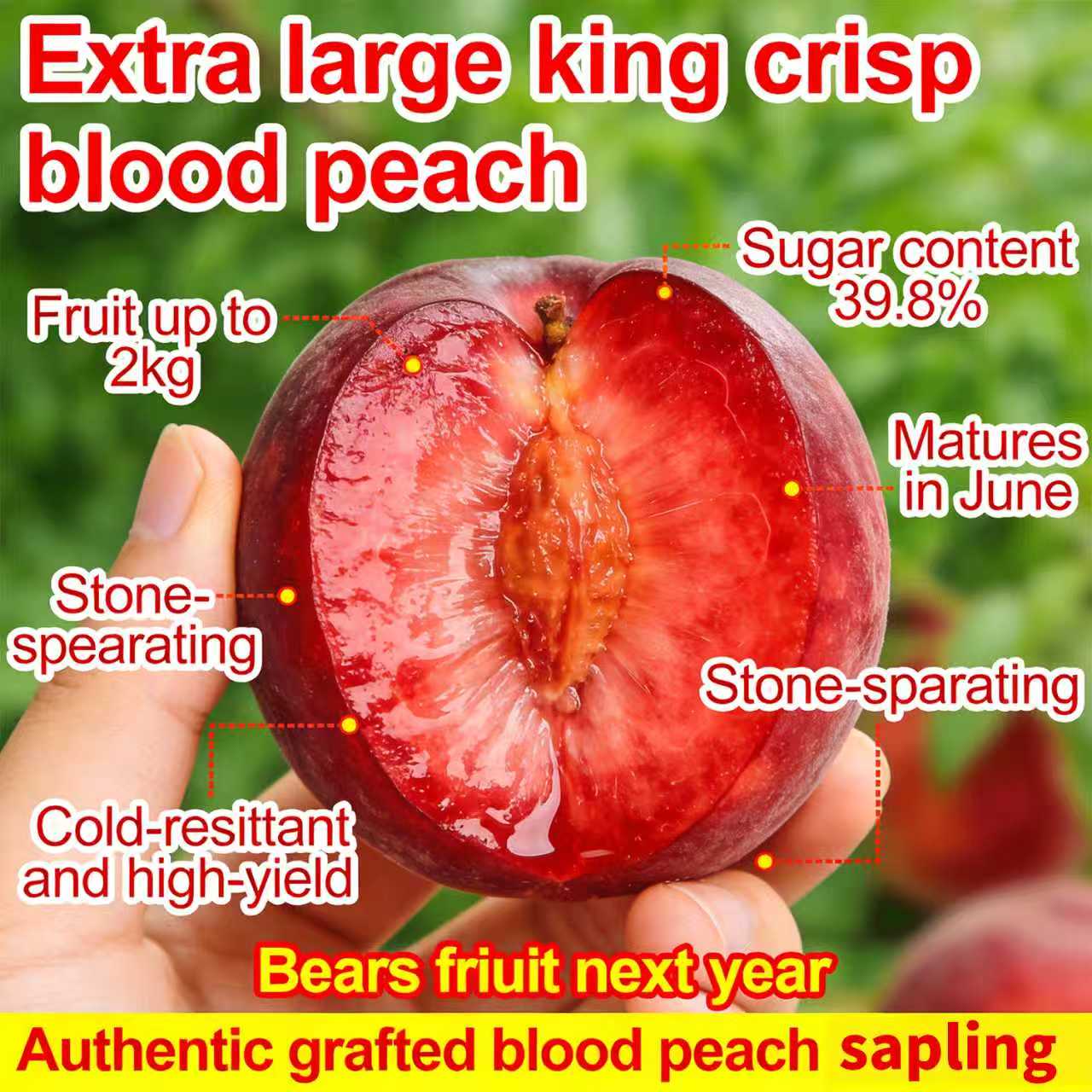 Sweet Honey Peach Tree Sapling | Homegrown Fruit | Self-Fertile Variety | Sturdy Root System | Ideal for Backyard Gardens & Outdoor Planting | Easy to Care For | Suitable for Gardeners & Beginners