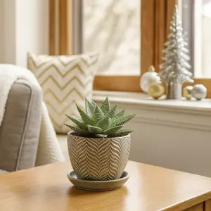 Miami Haworthia (Haworthia limifolia var. striata)