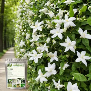 50+ pcs Jasmine Flower Seeds for Planting,  Perennial Fragrant Climbing Jasmine Flower Seeds Plants in Home Garden Outdoors