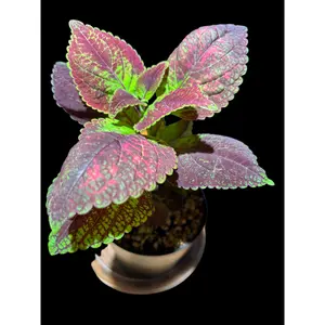 Coleus Tapestry Live Plant - Indoor Decor for Home