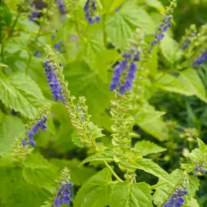 Organic Skullcap Seeds (Scutellaria lateriflora) – 50+ Seeds for Herb Gardens, Medicinal Use, and Calming Teas