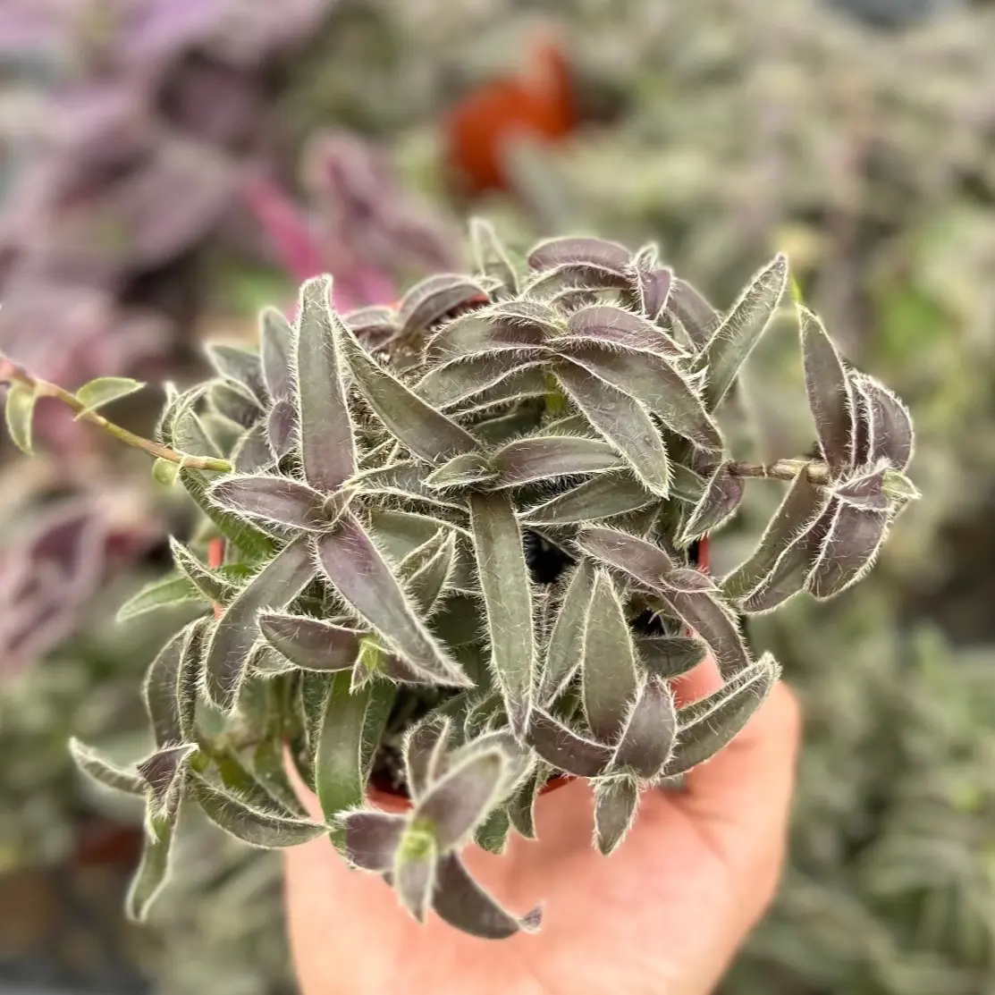 Kitten Ears, Cyanotis Somaliensis, Cute Succulent, Live Plant in 2'', 4”pot