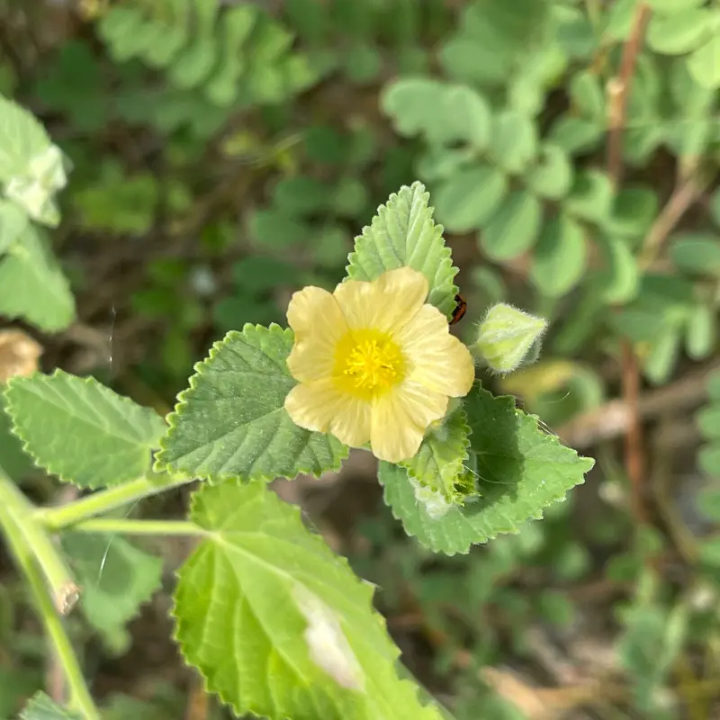 Country Mallow Seeds (Sida cordifolia) – Fast-growing tropical shrub with heart-shaped leaves and yellow flowers. Traditionally valued for herbal uses and resilience.