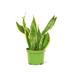 Snake Plant 'Laurentii', Medium