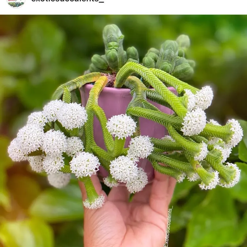 Crassula quadranglaris rare miniature succulent plant