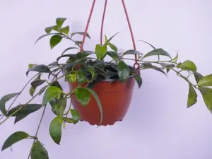 Aeschynanthus Black Pagoda 6” | Lipstick Plant | Trailing Houseplant