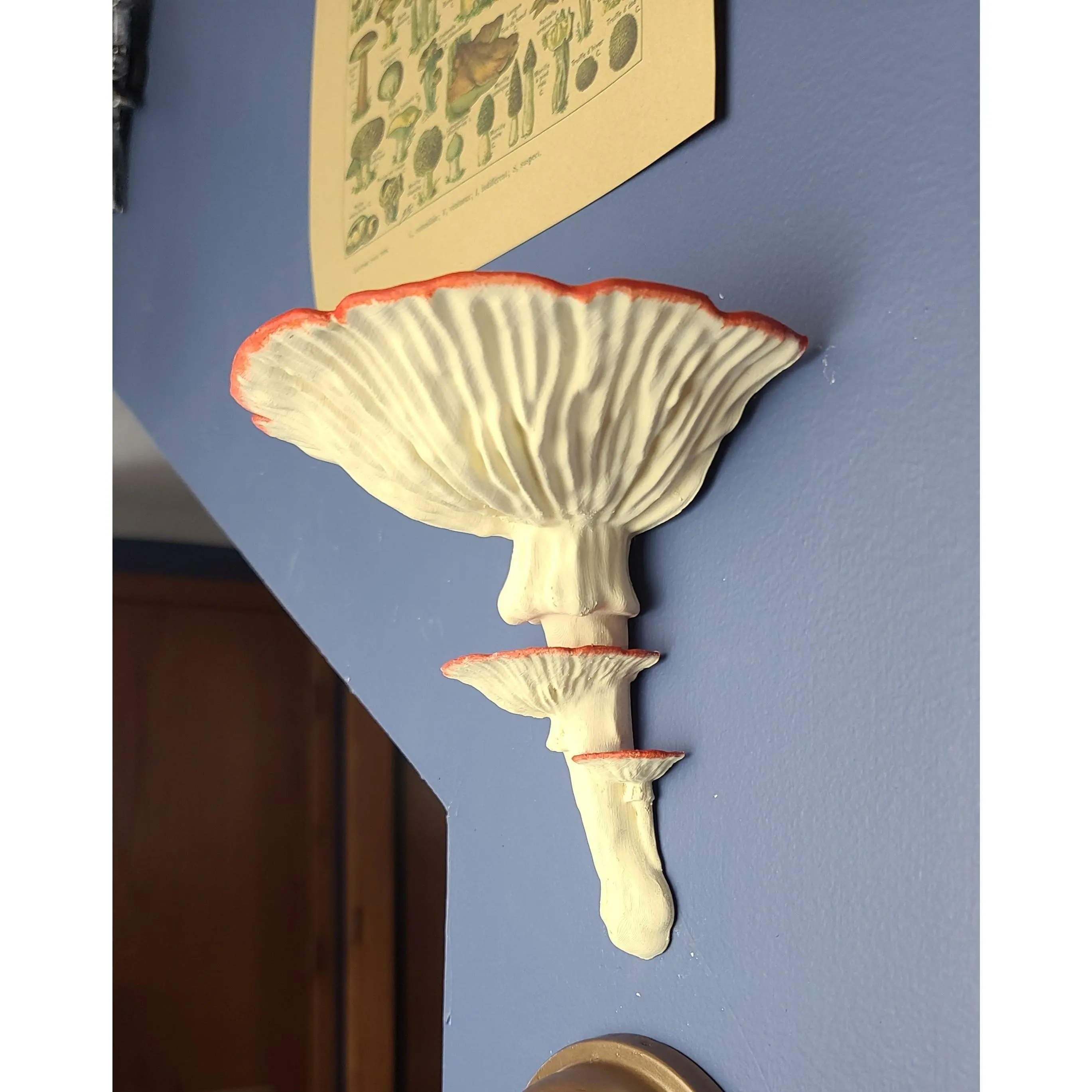 Amanita Mushroom Shelf Amanita Mushroom Shelf
