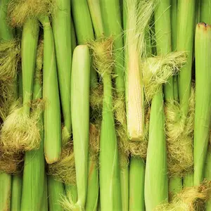 TomorrowSeeds - Baby Corn Seeds -  Completely Edible White Mini Japanese Ornamental Corn Popping Hulless Maize Asian Vegetable Seed 2024