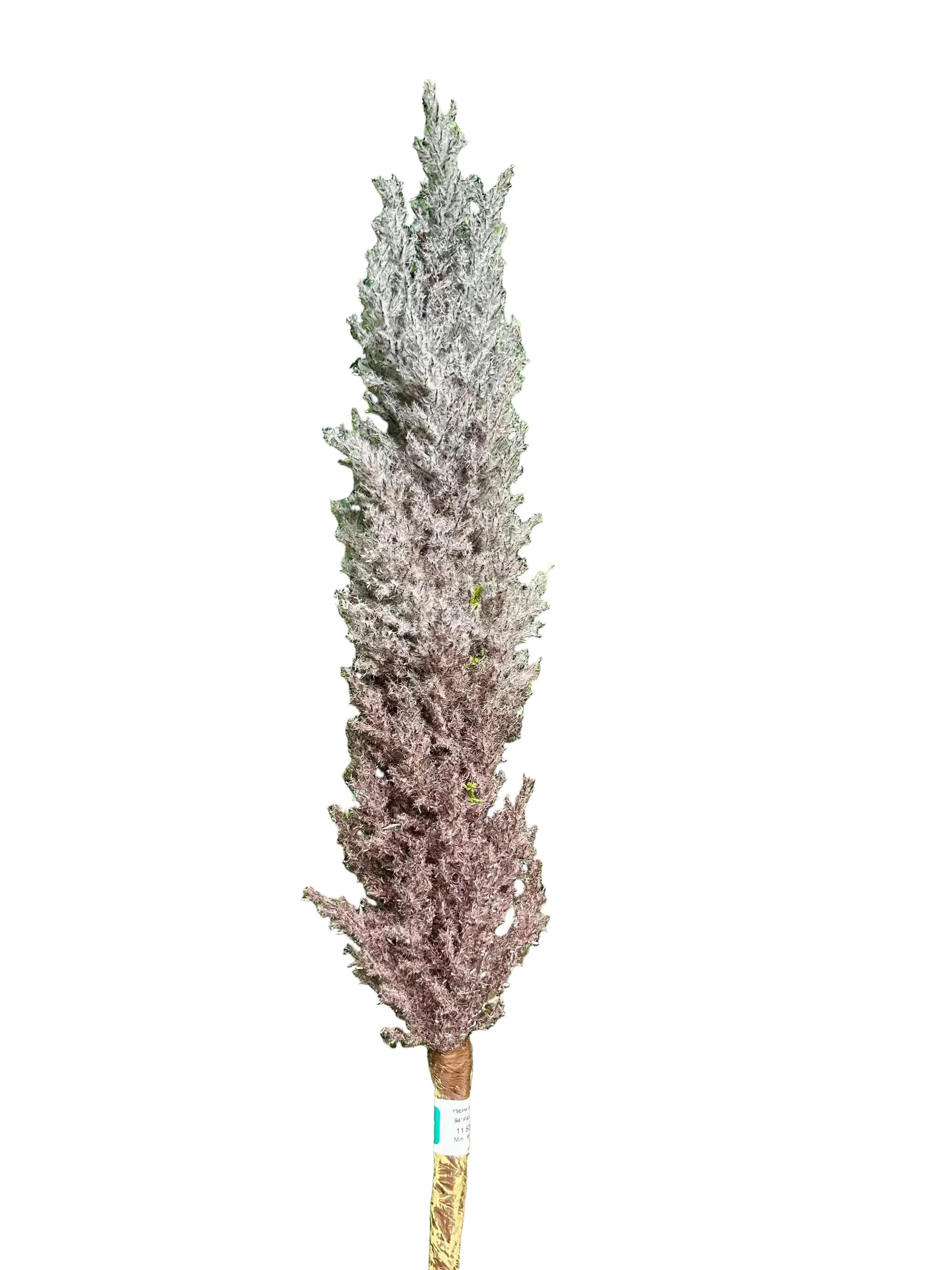 84 Inch Purple Pampas Grass Spray