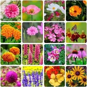 1000pcsPerennial Mix Wildflower Garden Seeds - Heirloom Variety Pack with Zinnia, Poppy, Crimson Clover, Milkweed, Lupine, Marigold, Mexican Hat, Sage, and Nasturtium