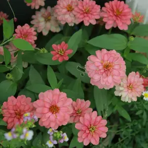 200 Mixed Zinnia Seeds – Long-Lasting Flowers for Borders, Pots & Cut Arrangements (Seeds Only)
