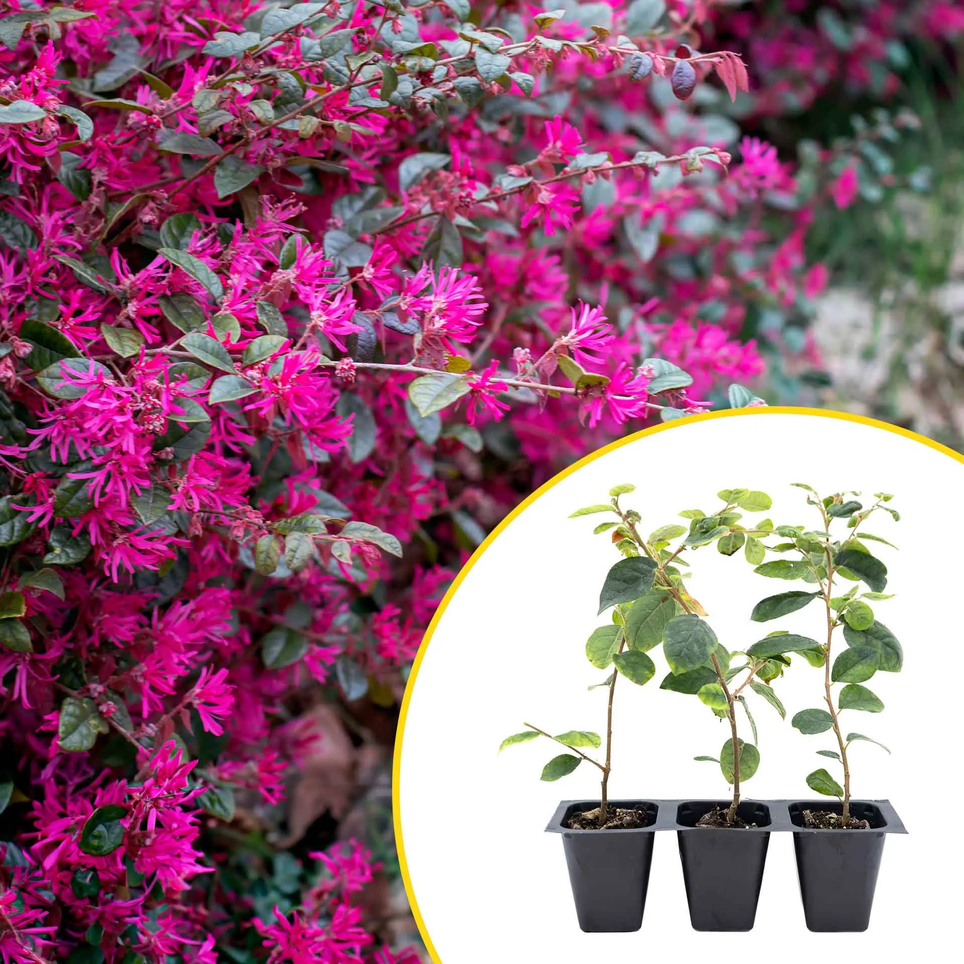 3 Chinese Fringe Flowers, Live Plants in 2.5" Cubes (Loropetalum chinense) Burgundy Colored Evergreen Shrub with Bright Pink Fringe Blooms