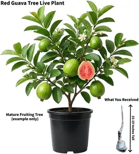 Live Red Guava Fruit Tree Plant - Fragrant White Flowers, Sweet Fruit, 15-19 Inches Tall, Outdoor/Patio Garden Supply