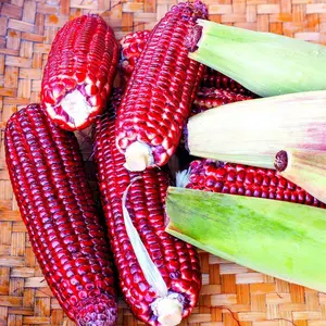 Ruby Red Corn Seeds - 50 Heirloom Sweet Corn Seeds for Backyard Gardening - Unique Ruby Color & Sweet Flavor - High Yield & Versatile Use - Zones 4-9 Planting