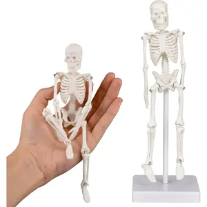 Mini Skeleton Model, 7.8" Small Anatomy Skeleton Figure, Movable Arms and Legs, Human Body Model with Base, Human Bones for Teaching Tool, Decoration