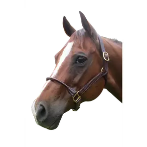 TS Sale/Show Leather Halter With Rolled Nose